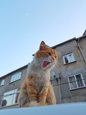 Зевающий Турецкий кот, вид снизу