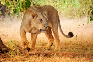 Азиатская львица в естественной среде обитания 