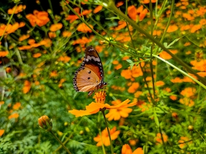 Бабочка сидит на поле оранжевых цветов 