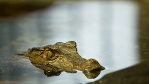 крокодил пристально смотрит над поверхностью воды своей головой