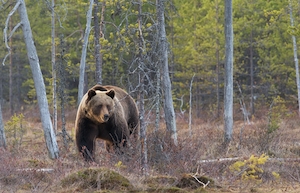 Европейский бурый медведь в лесу