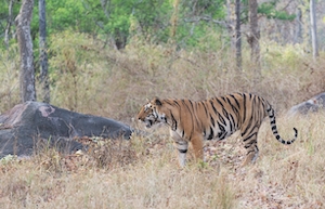 Бенгальский тигр в естественной среде обитания 