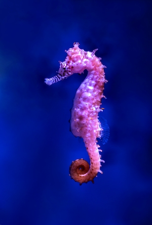 Симпатичный розовый морской конек