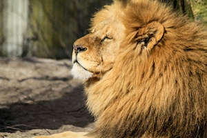Лев, наслаждающийся солнцем, профиль