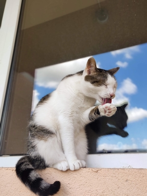 кот облизывает лапу сидя у окна 