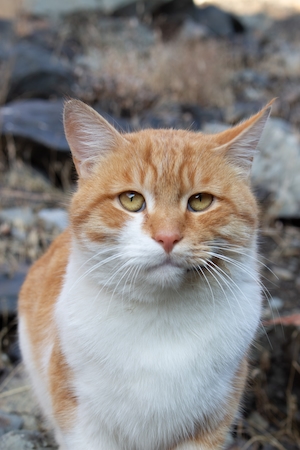 Рыжий кот пристально смотрит в кадр