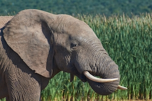 слон стоит на фоне зеленого поля 