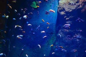 маленькие разноцветные рыбы в воде 
