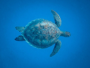 черепаха плавает в голубой воде 