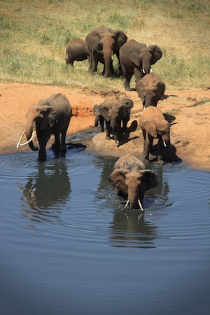Слоны в Кении на водопое 
