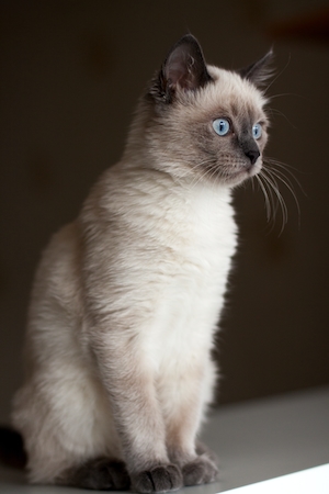 Дымчатый кот с голубыми глазами, сидит