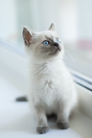 Дымчатый белый котенок с голубыми глазами смотрит в окно 