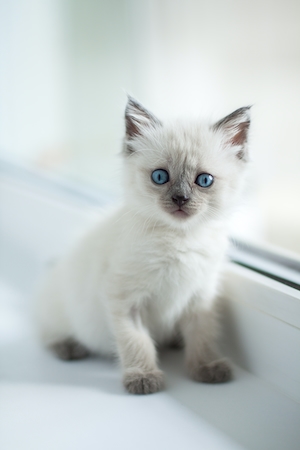 белый дымчатый котенок 