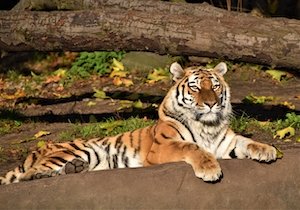 Тигр лежит на камне 