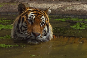 тигр принимает ванну