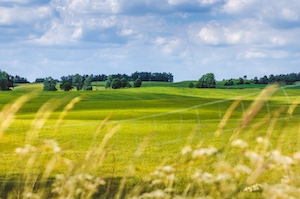 зеленое гладкое поле, панорама сквозь колосья 