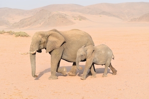 Слон и слоненок идут по розовому песку 