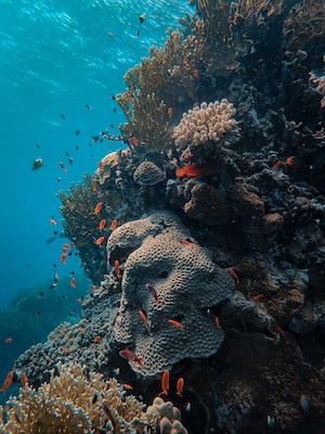 оранжевые маленькие рыбки у кораллового рифа 