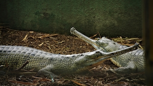 два крокодила в вольере 