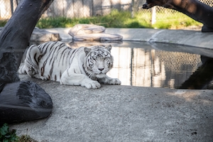 белый тигр у водоема 