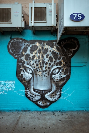 граффити на стене, леопард 
