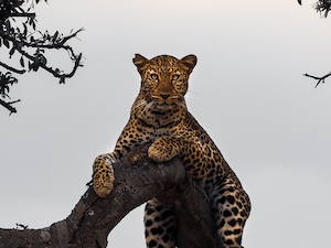желтоглазый леопард на дереве 