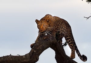 леопард на ветке на фоне неба 