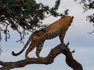Леопард на дереве в Масаи Мара