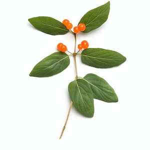 Ветка растения с зелеными листьями и оранжевыми ягодами на нейтральном фоне 