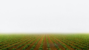 Бесконечное поле посевов в туманный день, зеленое поле в белой пелене 