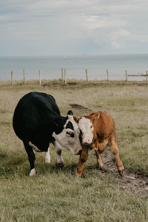 две коровы на поле 