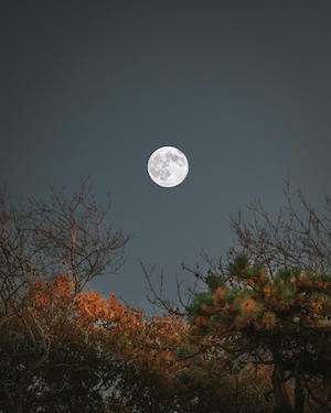 Полная луна над деревьями
