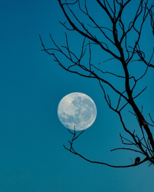 полная луна на небе в окружении верхушек деревьев на рассвете 