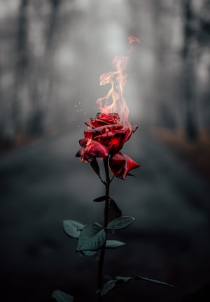 Бутон горящей красной розы, крупный план 