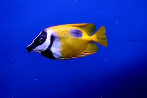 желтая рыбка на синем фоне 