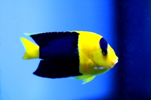 желто-синяя рыбка, крупный план, вид сбоку 