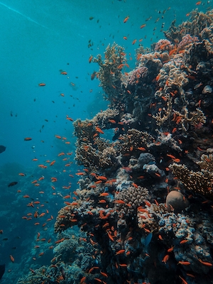 подводный мир, кораллы и маленькие рыбки 