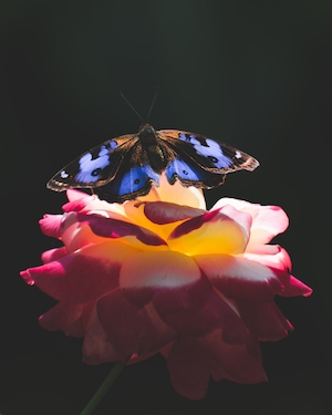 бабочка с голубыми пятнами на цветке розы 