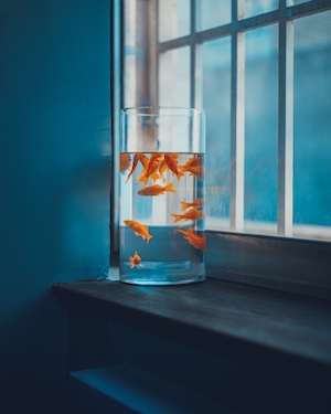 золотые рыбки в большой вазе на подоконнике на фоне синей стены 