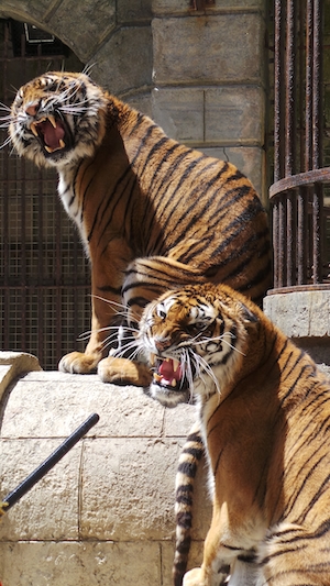 Тигры форта Боярд
