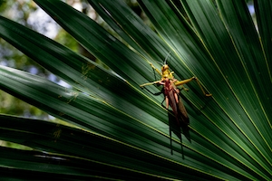 Кузнечики в Мексике, кузнечик на листе тропического растения 