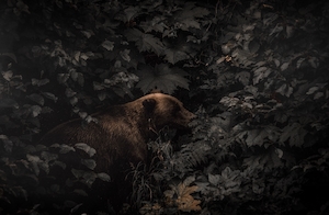 бурый медведь в окружении листвы растений 