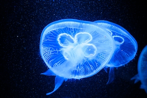 светящаяся синяя медуза в темном море 