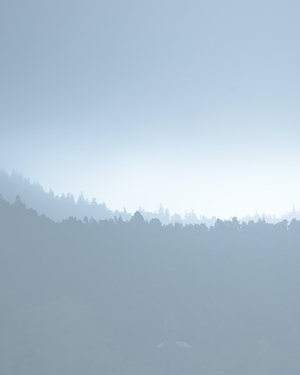 силуэт леса в тумане 