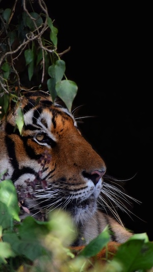 портрет тигра в кустах, крупный план 