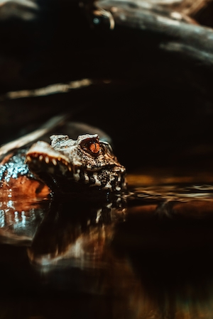 Молодой сиамский крокодил, погруженный в темные болотные воды.