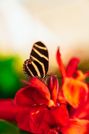 Черно-желтая длиннокрылая бабочка зебра, сидящая на вершине красного цветка.