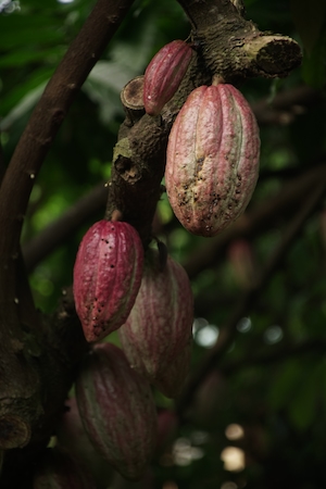 Спелые гроздья какао