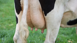 Коровье вымя, соски и хвост, розовые, на зеленом поле, голландская молочная корова