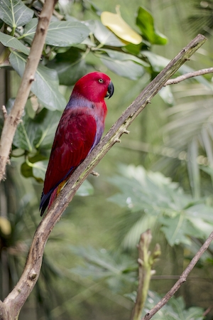 красный попугай на ветке